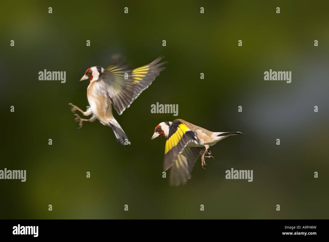 Cardellini Carduelis carduelis in volo Foto Stock