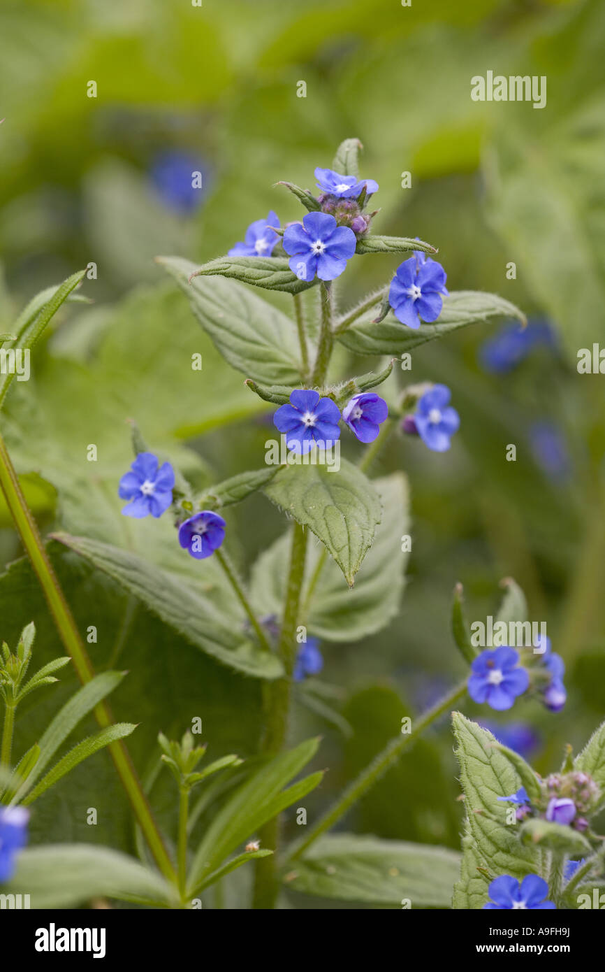 Verde Pentaglottis Alkanet sempervirens Foto Stock