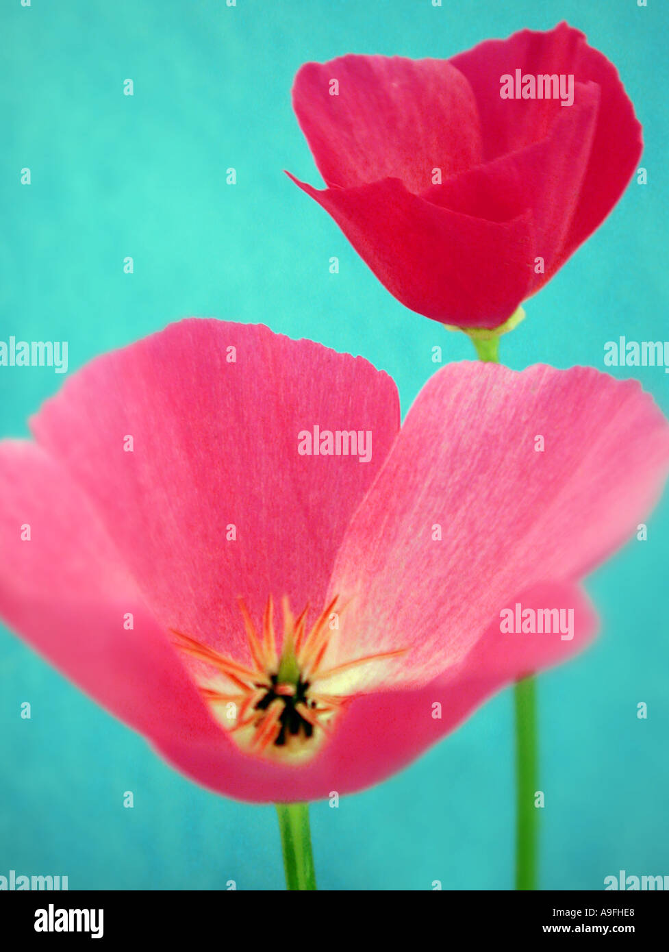 Nome comune Papavero californiano nome latino Eschscholzia californica Foto Stock