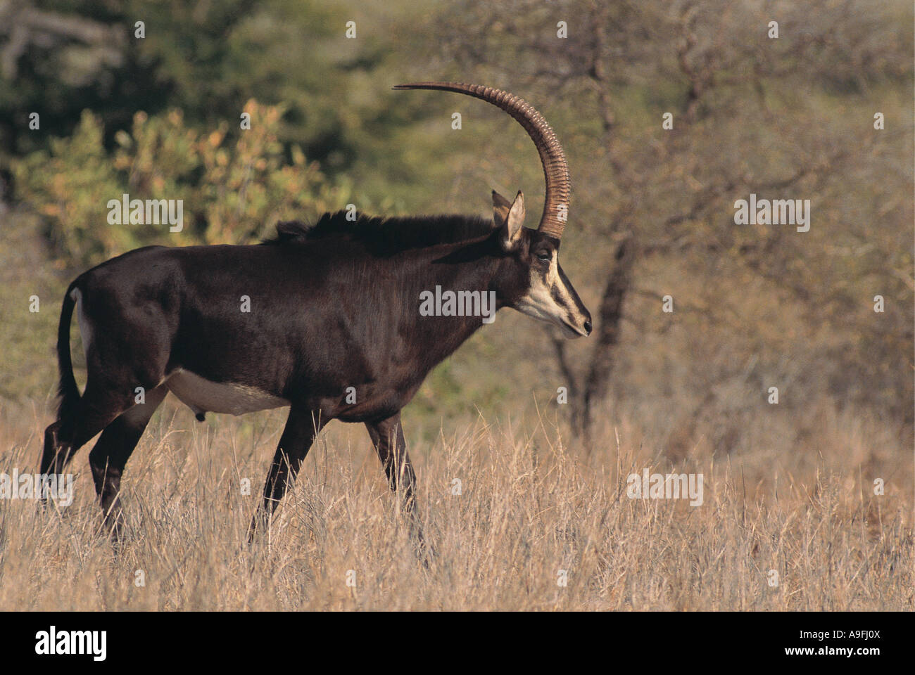Voce maschile Sable Antelope Parco Nazionale Kruger Sud Africa Foto Stock