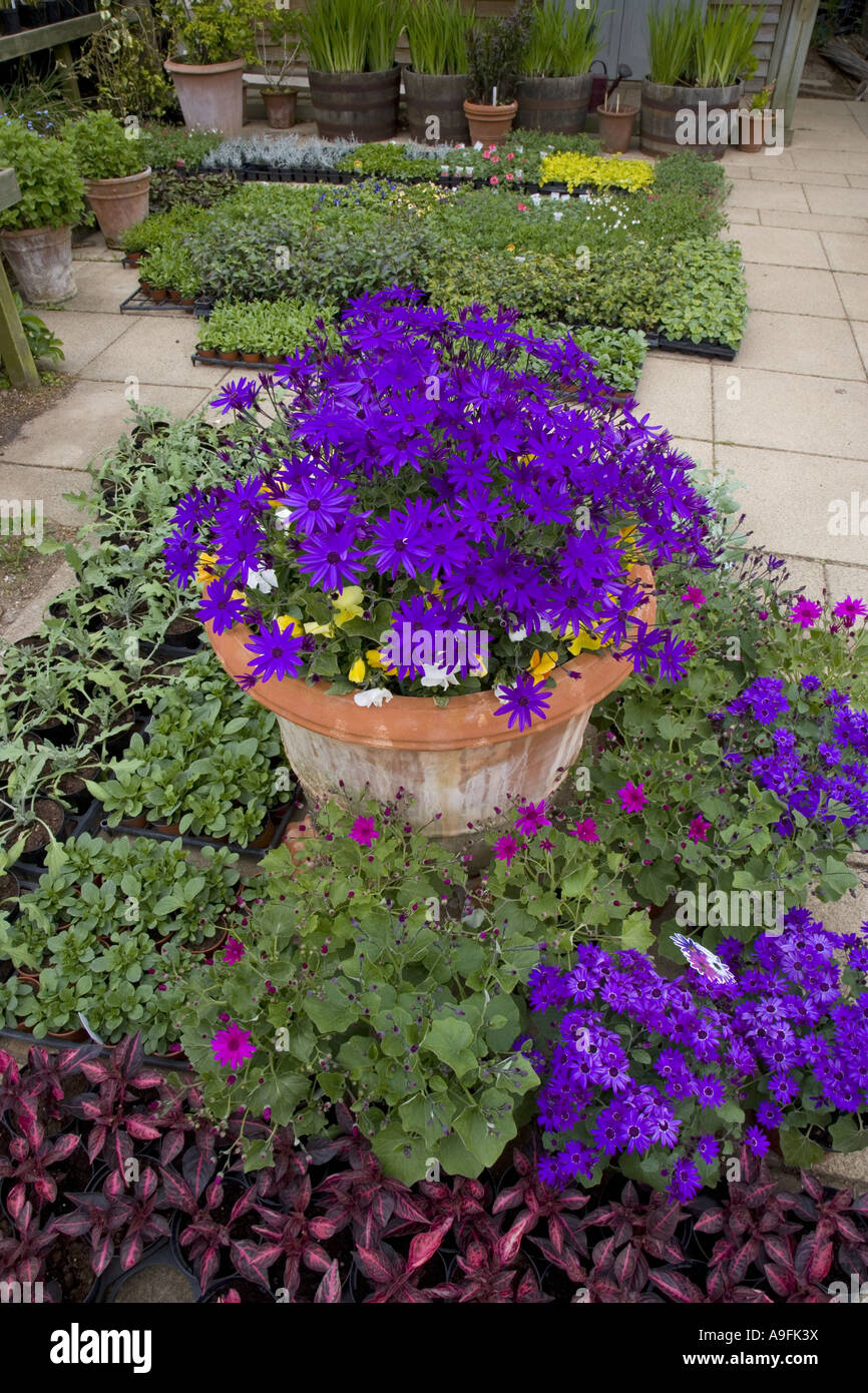 Piante in vendita East Ruston Norfolk Foto Stock