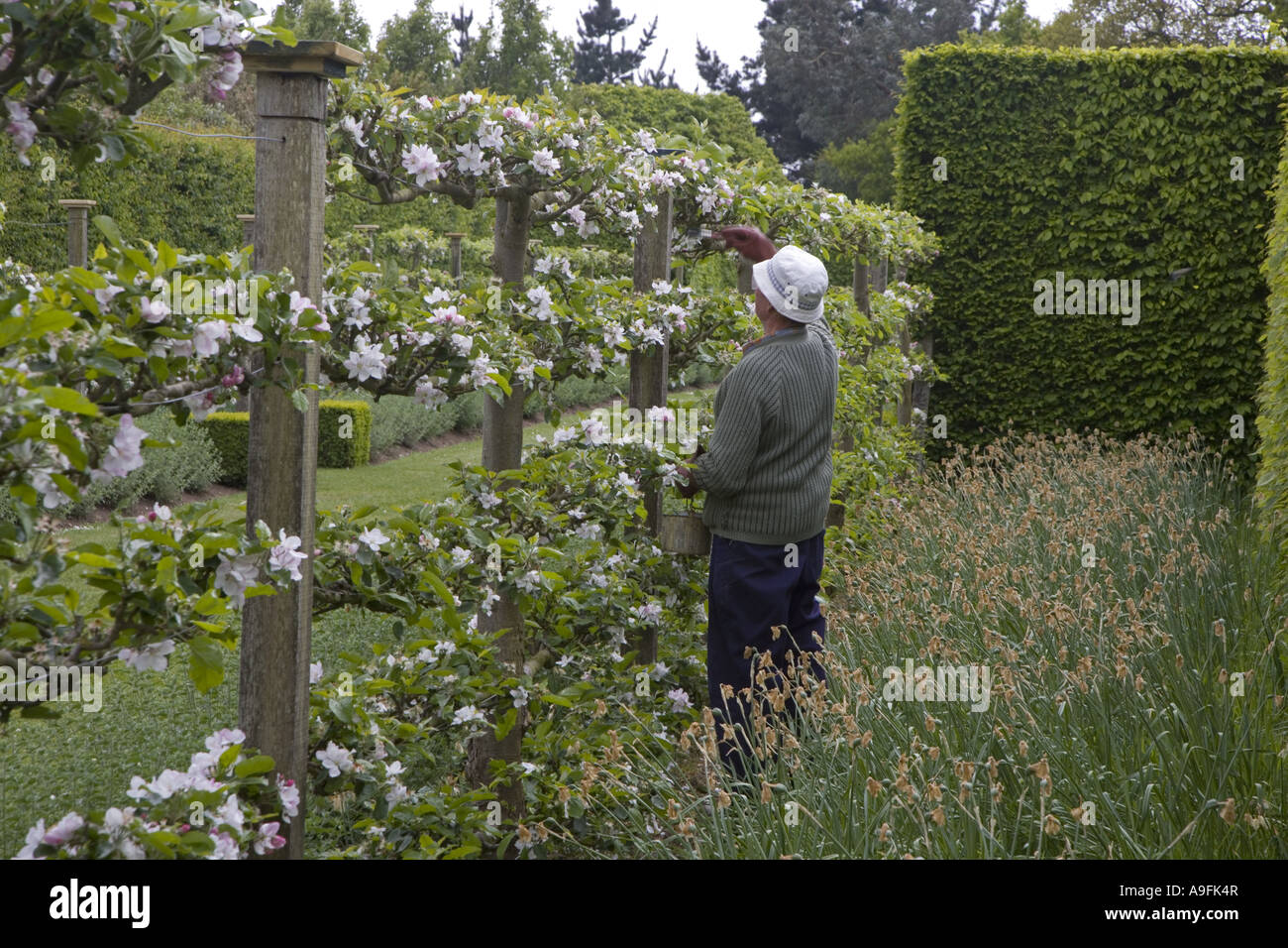 Impollinare l'Apple Blossom Norfolk Foto Stock