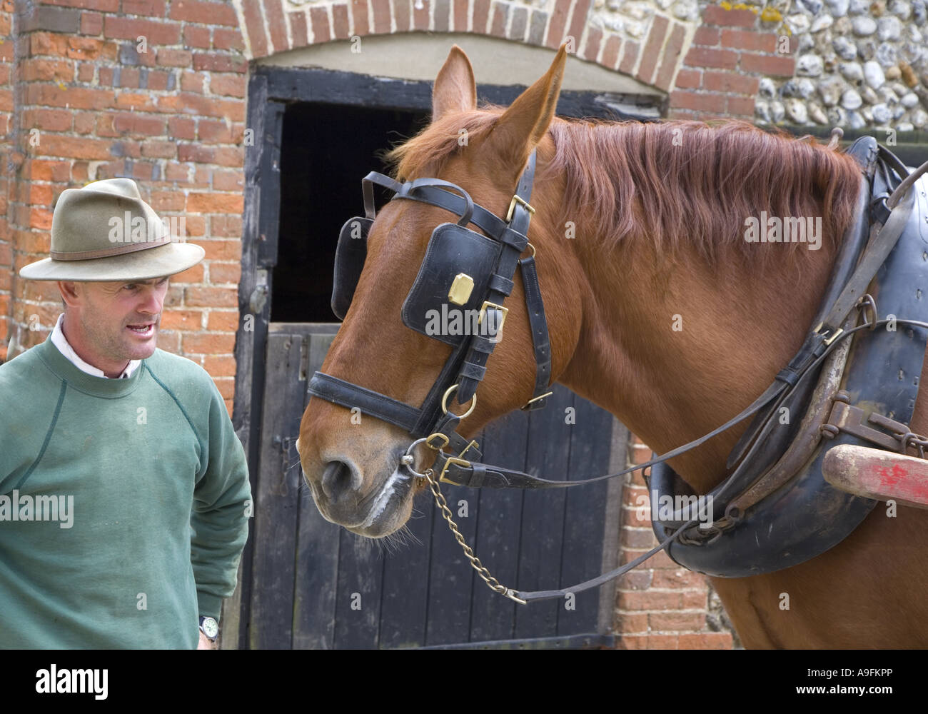 Suffolk Punch Heavy Horse con sposo Foto Stock