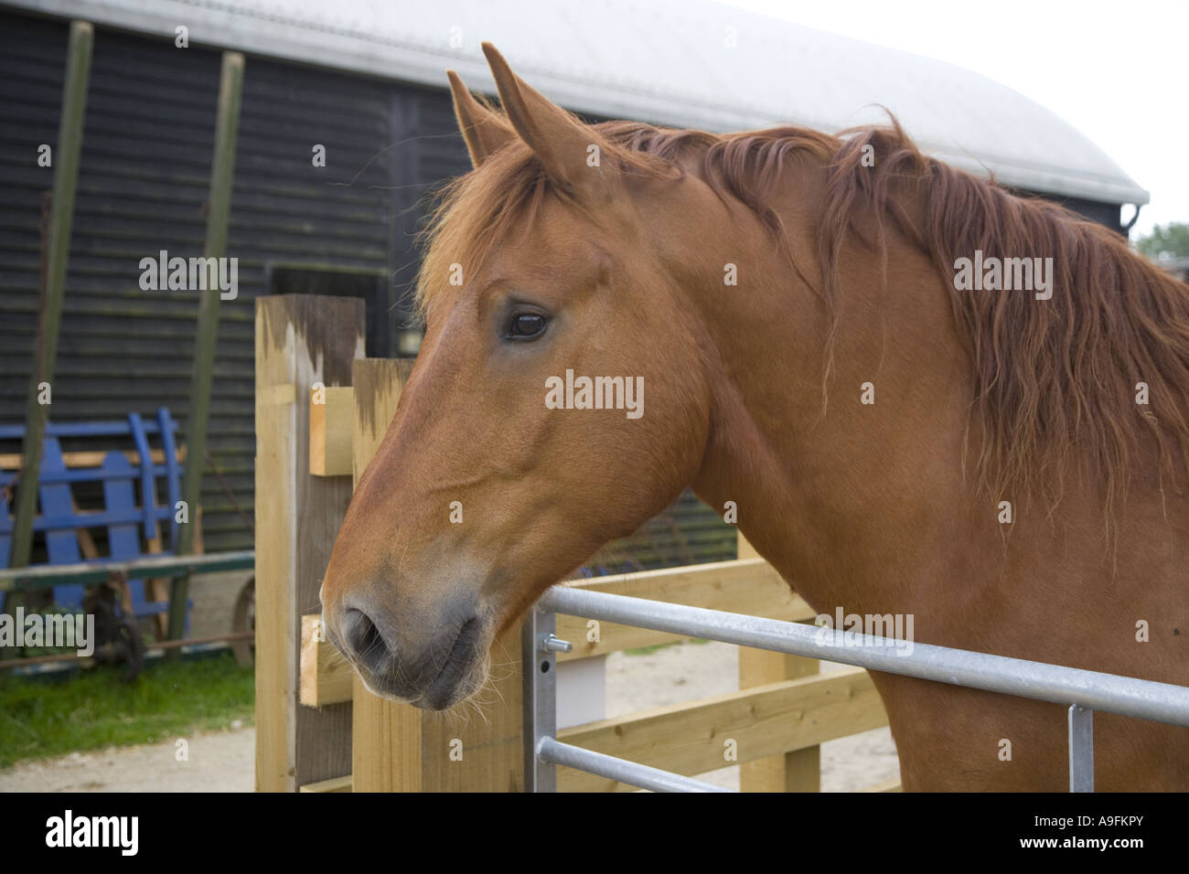 Suffolk Punch cavallo pesante Foto Stock