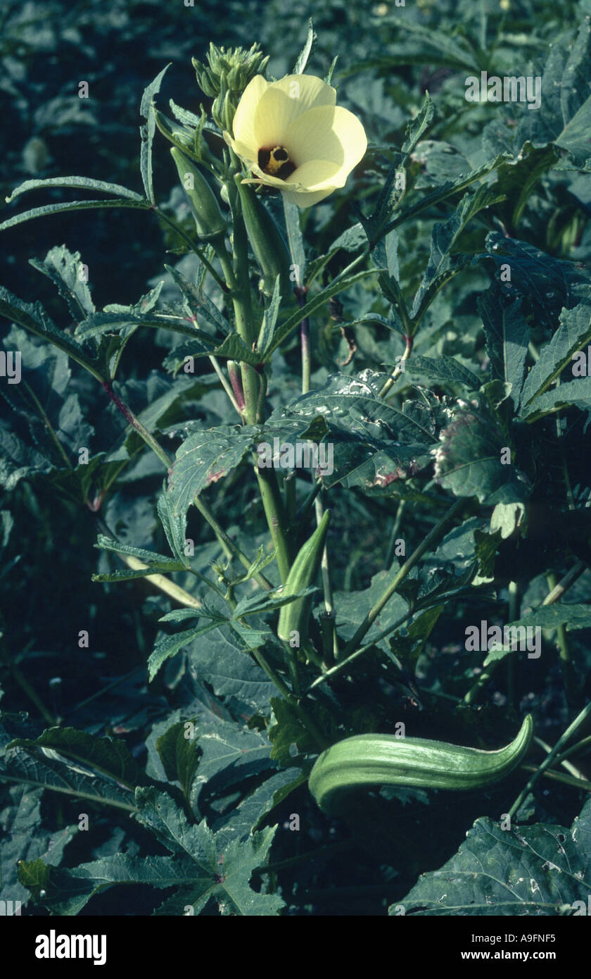Gobo, okra (Hibiscus Esculentus, Abelmoschus esculentus), la fioritura. Foto Stock
