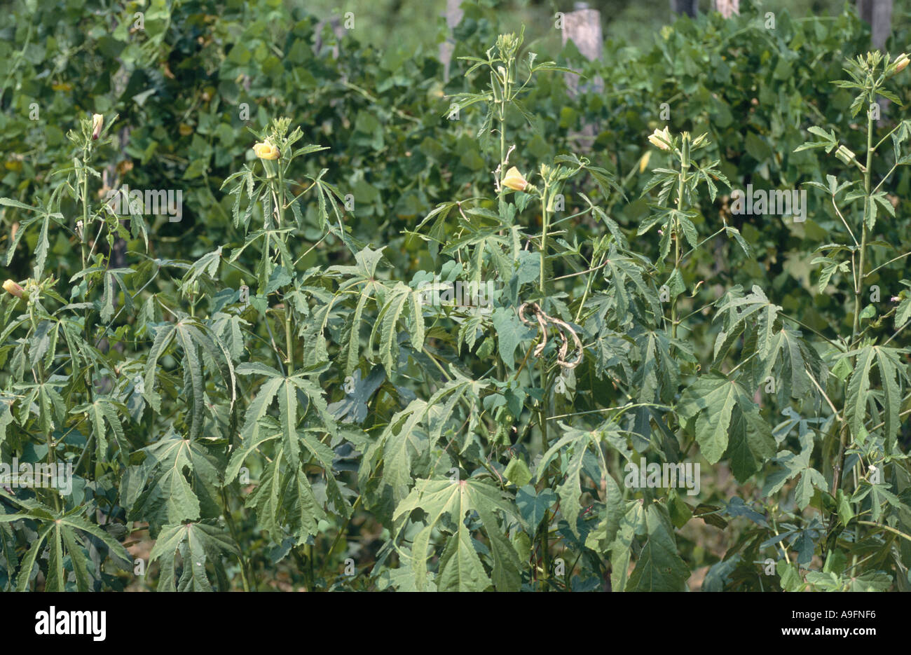 Gobo, okra (Hibiscus Esculentus, Abelmoschus esculentus), la fioritura. Foto Stock
