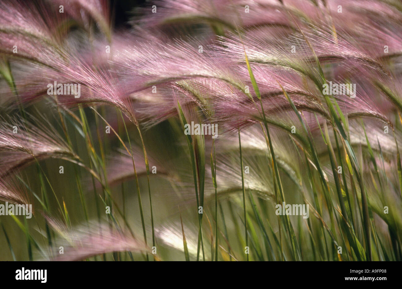 Wild Orzo Orzo di coda di volpe, scoiattolo-coda di erba (Hordeum jubatum), picchi al vento Foto Stock