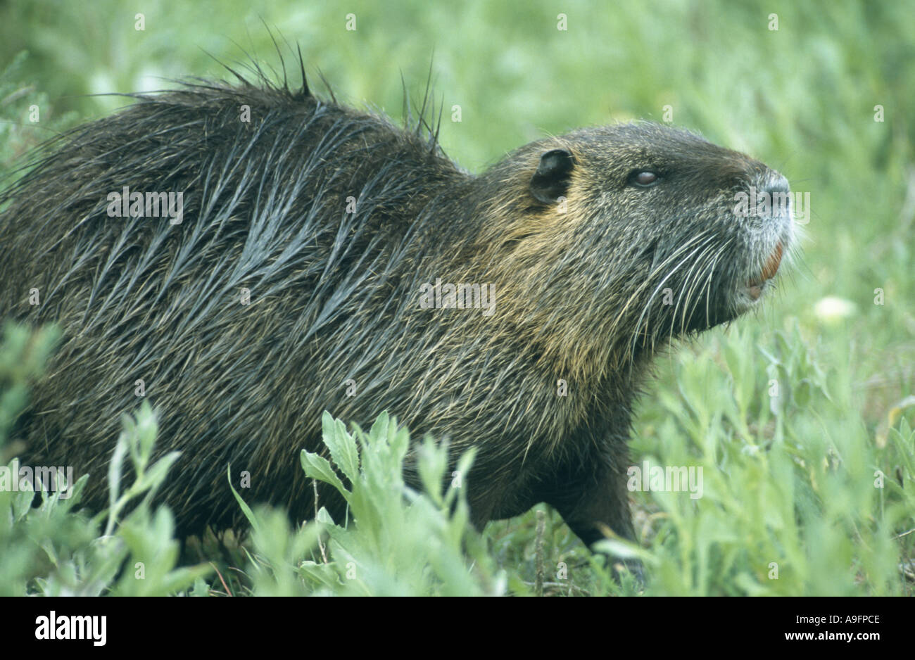 Coypu, nutria (Myocastor coypus), seduti su pascoli, Francia, Camargue, San Marie de la Mer, 02 apr. Foto Stock