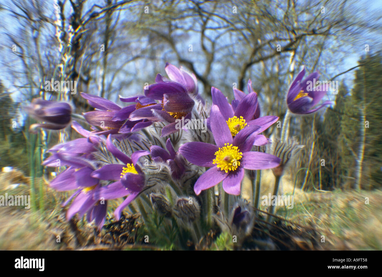 "Pasque flower (Pulsatilla vulgaris), gruppo di fronte di betulle. Foto Stock