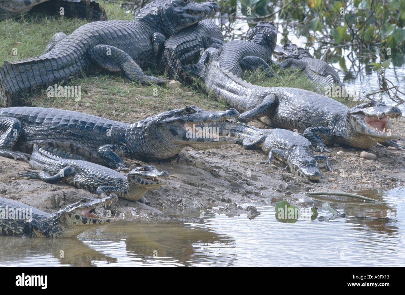 Caimano dagli occhiali (Caiman crocodilus), molti individui presso la banca di fiume, Brasile, Pantanal, Mato Grosso Foto Stock