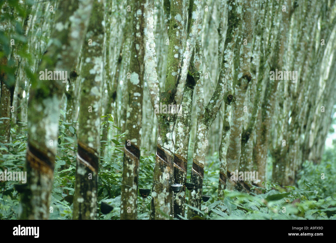 Hevea impianto di gomma, gomma brasiliano tree (Hevea Brasiliensis), gomma tree plantage Foto Stock
