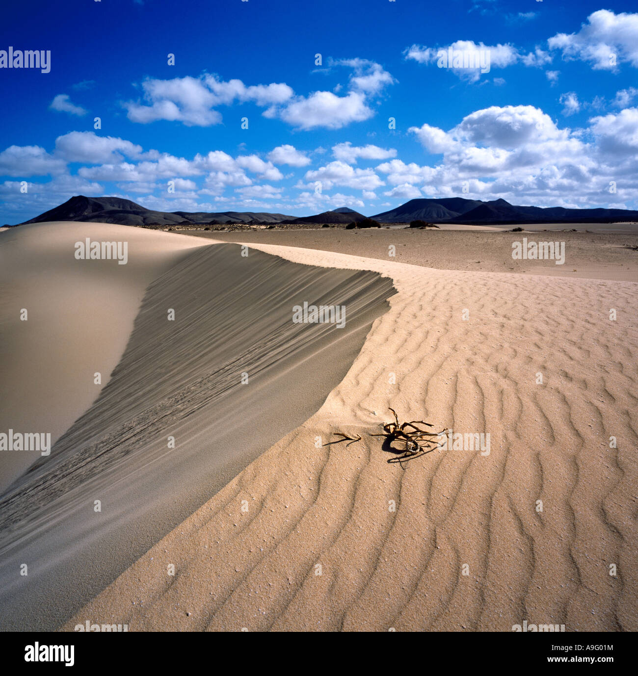Le dune di sabbia con il nero le montagne vulcaniche di background, Isole Canarie, Spagna. Foto Stock