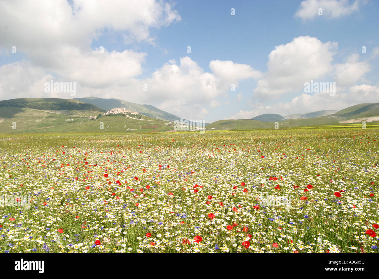 Magnifica esposizione di fiori selvatici in Piano Grande,Castelluccio,Parco Nazionale dei Monti Sibillini nelle Marche Italia Foto Stock