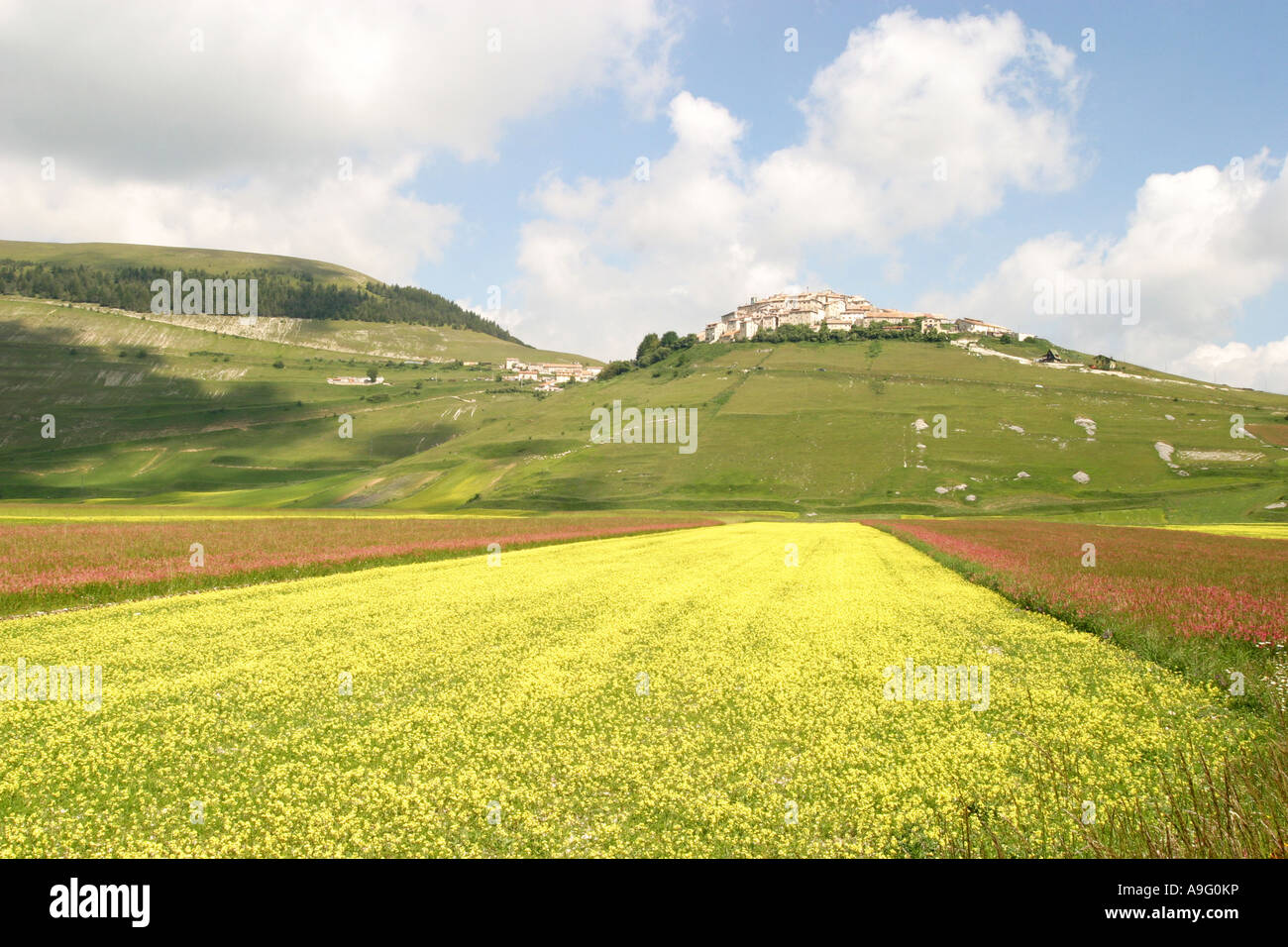 .Spettacolari fiori selvatici annuale sul piano Grande di Marche e Umbria in Italia attirano folle di turisti provenienti da tutto Euro Foto Stock