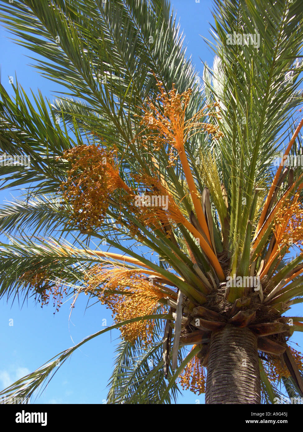 Data palm (Phoenix dactylifera), albero singolo con infructescences, Spagna, Balearen, Maiorca Foto Stock