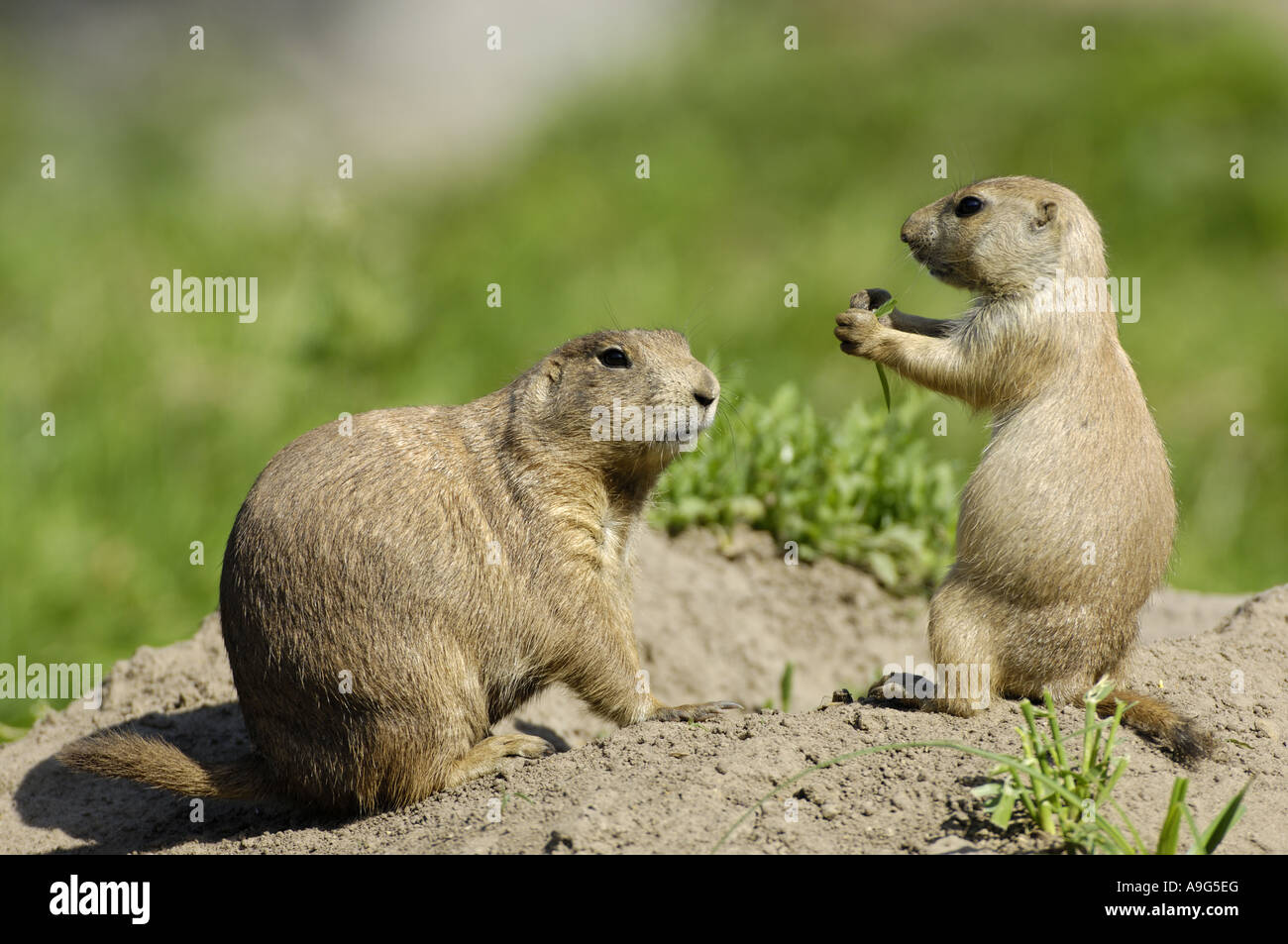 Nero-tailed cane della prateria, pianure prairie dog (Cynomys ludovicianus), adulti con i giovani Foto Stock