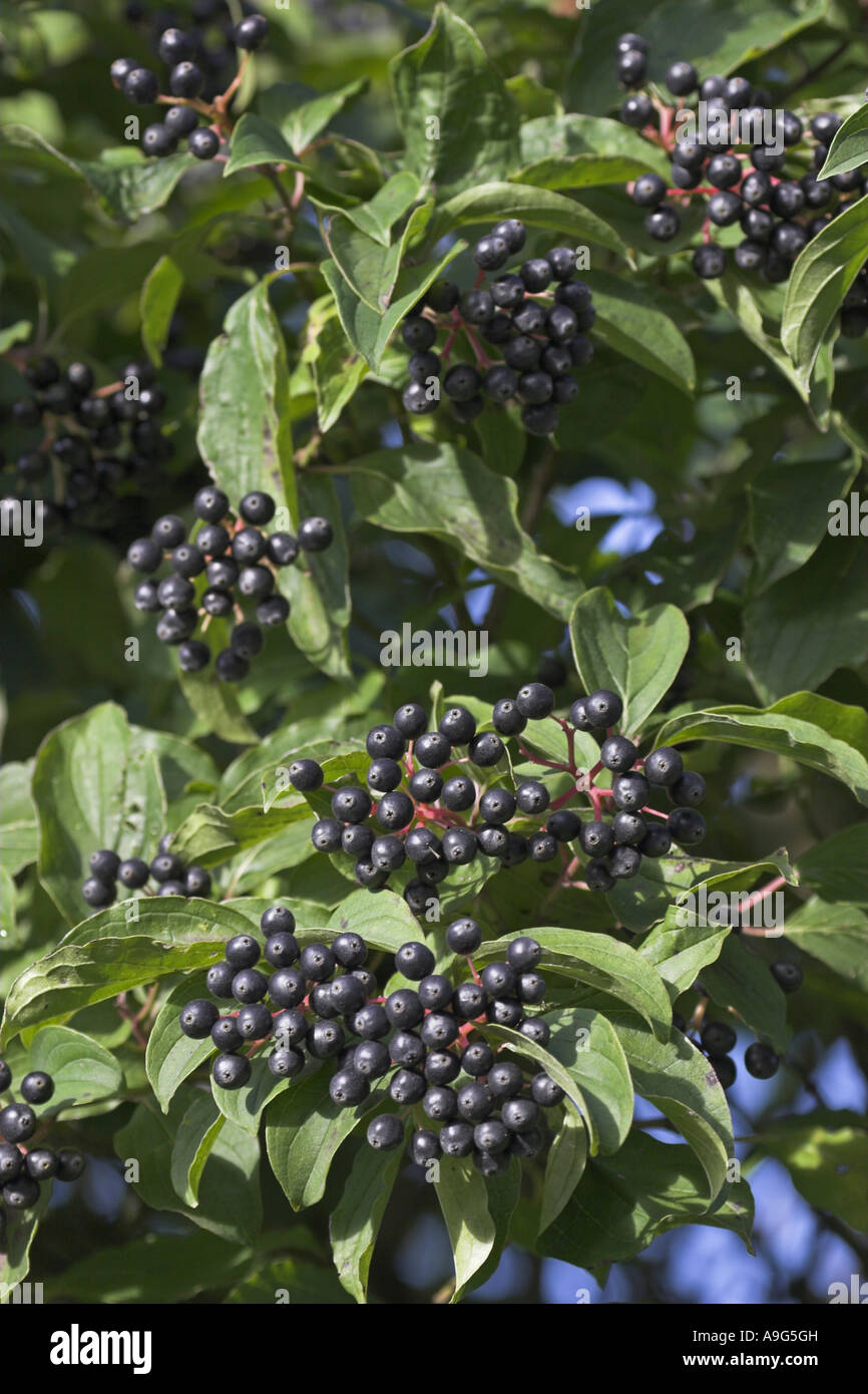 Corniolo, dogberry (Cornus sanguinea), ramoscelli con frutti maturi Foto Stock