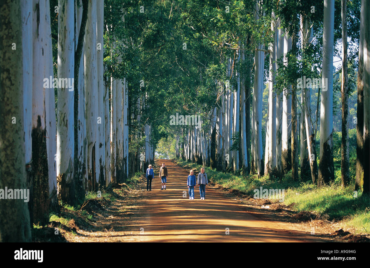 Persone di colore bianco avente una passeggiata attraverso un viale di gomma blu alberi nella provincia settentrionale del Sudafrica Foto Stock
