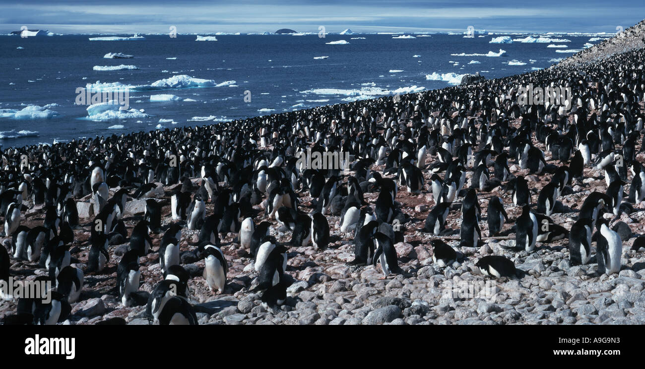 Adelie penguin (Pygoscelis adeliae), colonia su Paulet-Island, Antartide Foto Stock