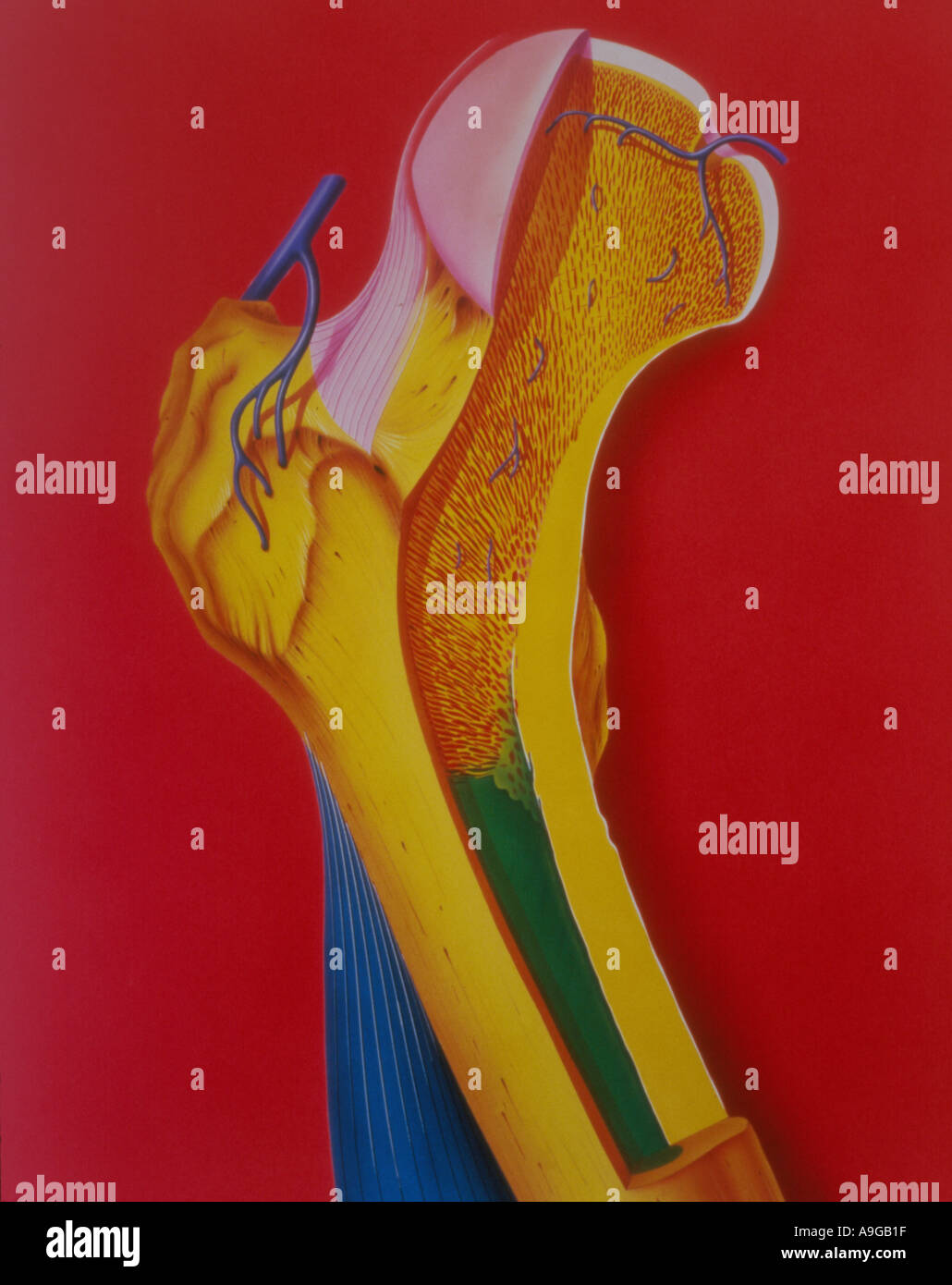 Illustrazione di umano osso Anatiomy sezione trasversale Foto Stock