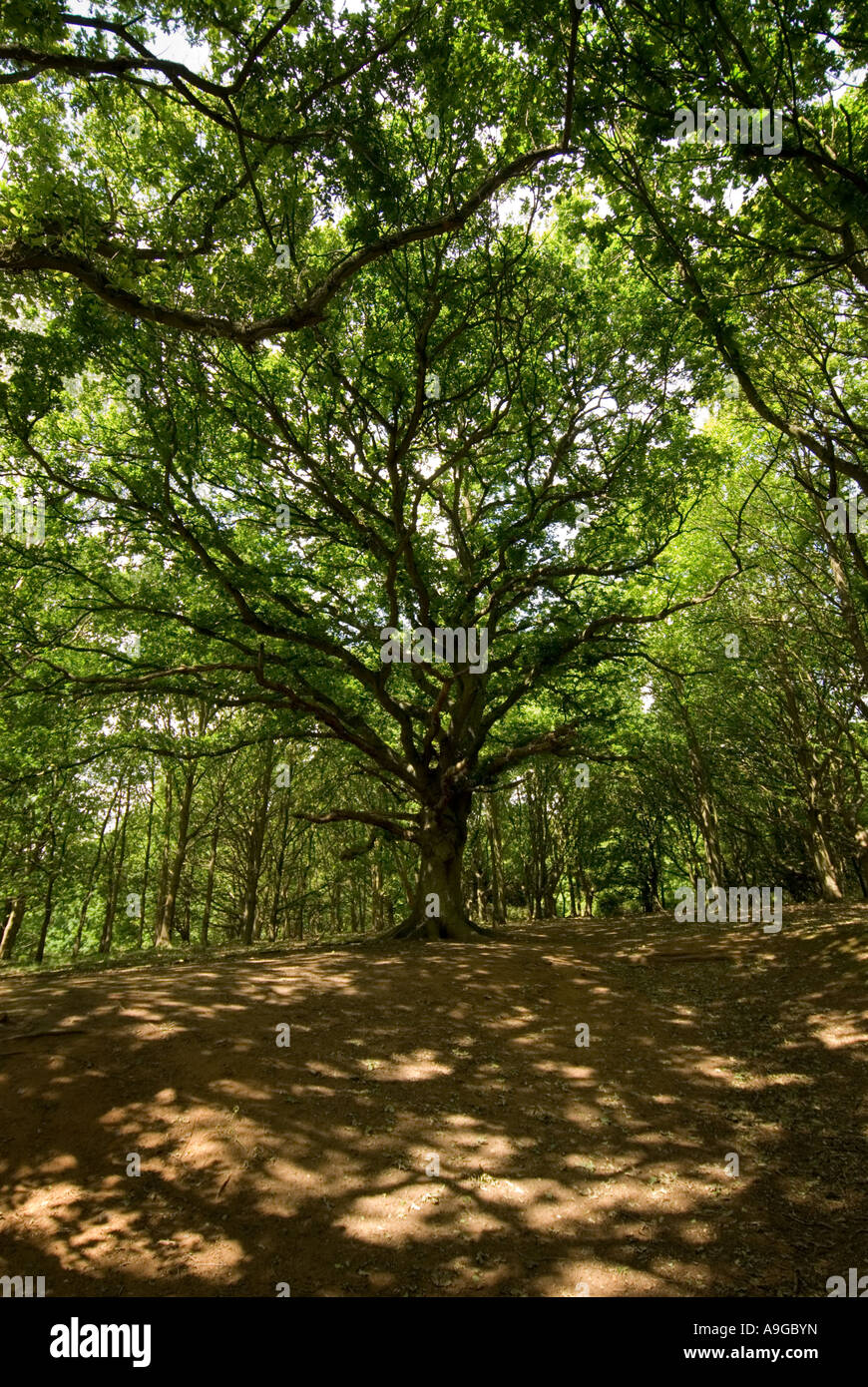 Albero di quercia nel bosco Foto Stock