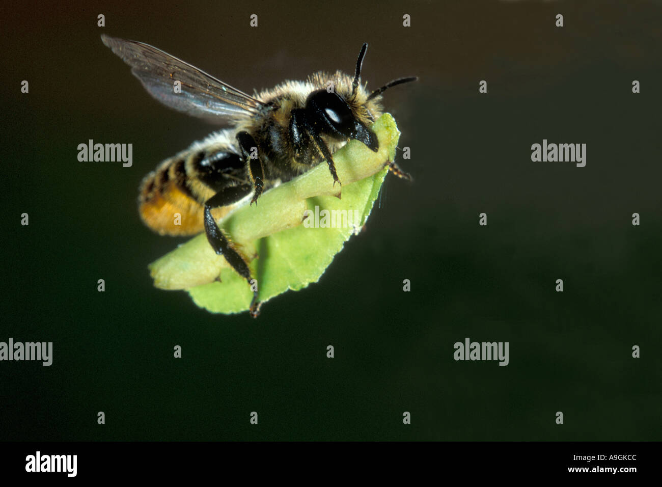 Leafcutter comune bee, comune leafcutting bee, rosa foglia-taglio bee (Megachile centuncularis, Megachile versicolor), volare, t Foto Stock
