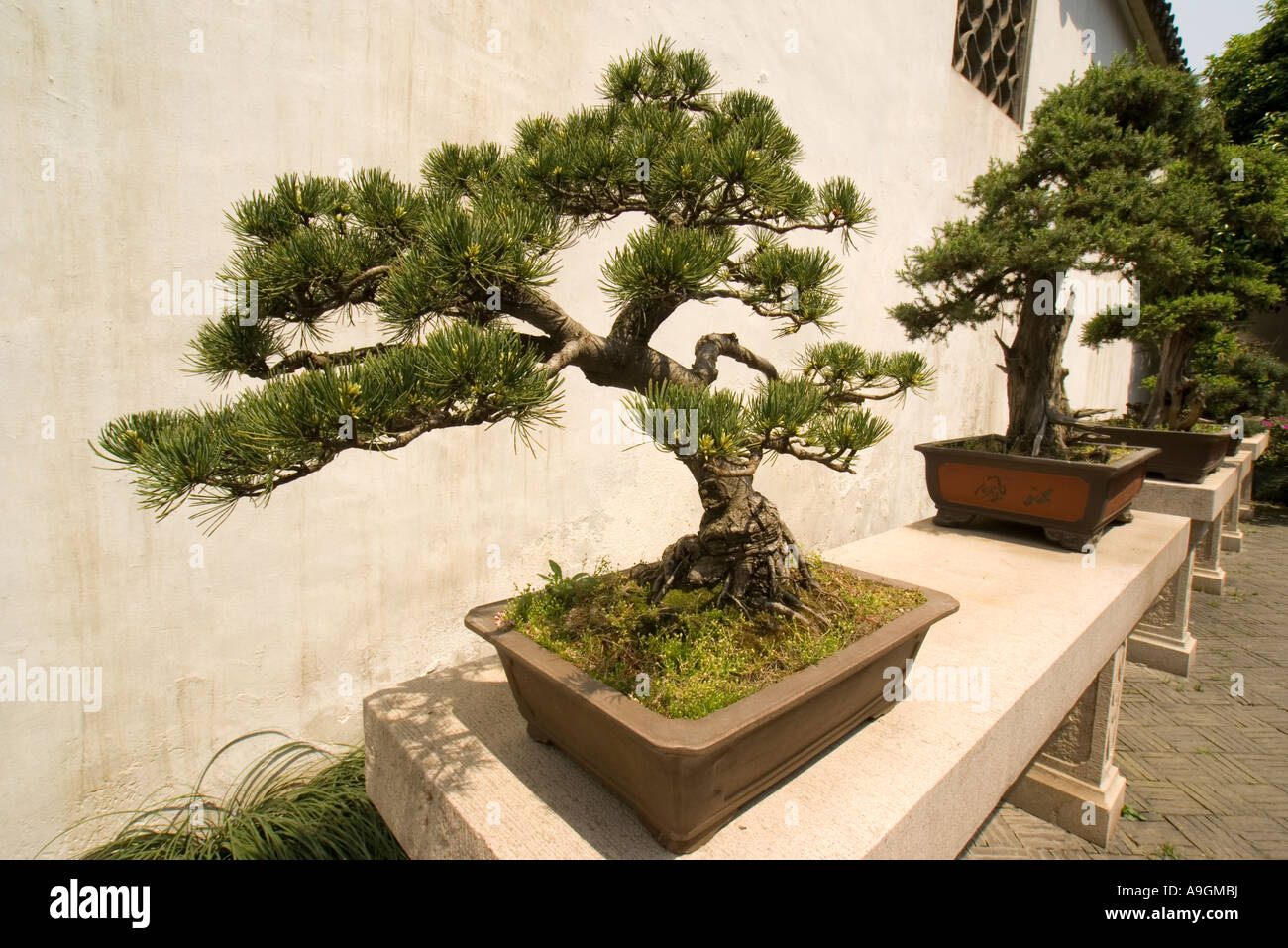 Suzhou Master di una delle reti giardino (Wang Shi Yuan) cortile con alberi di bonzai Foto Stock