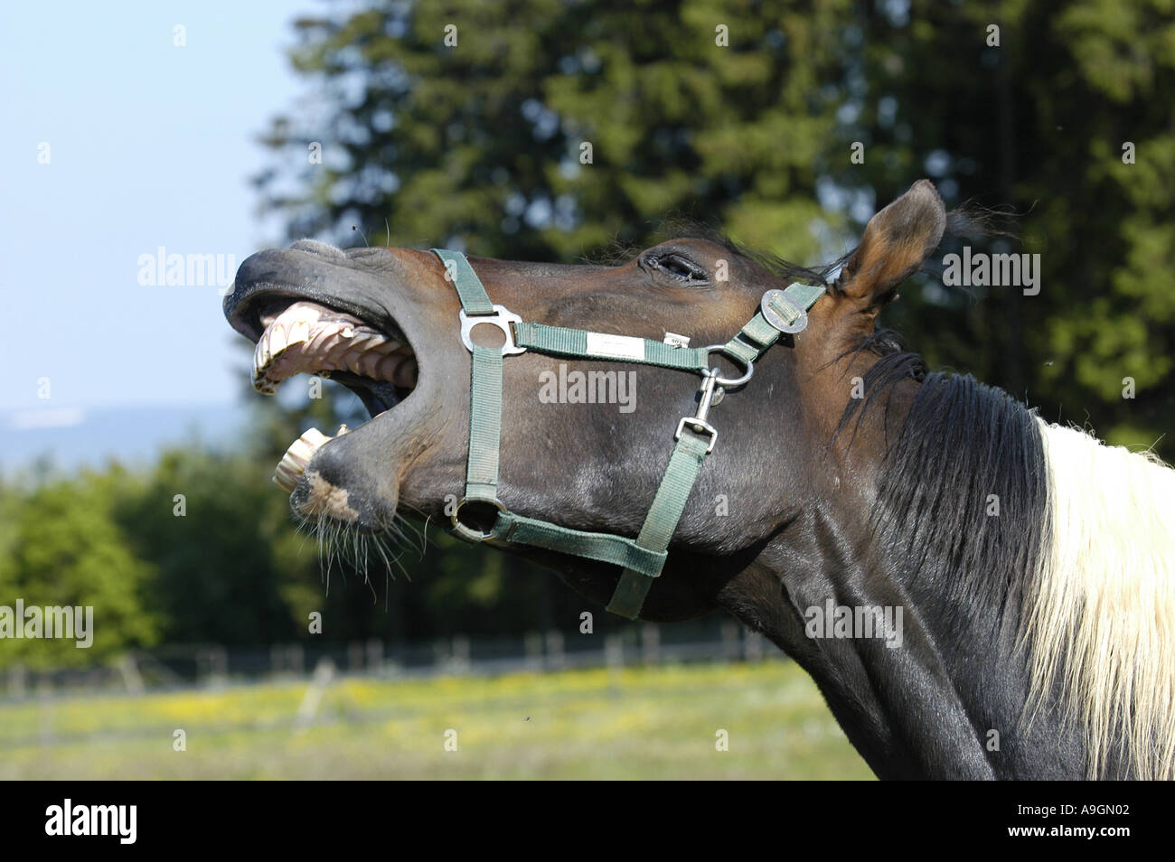 Tennesse Walker (Equus przewalskii f. caballus), ritratto, neighing Foto Stock