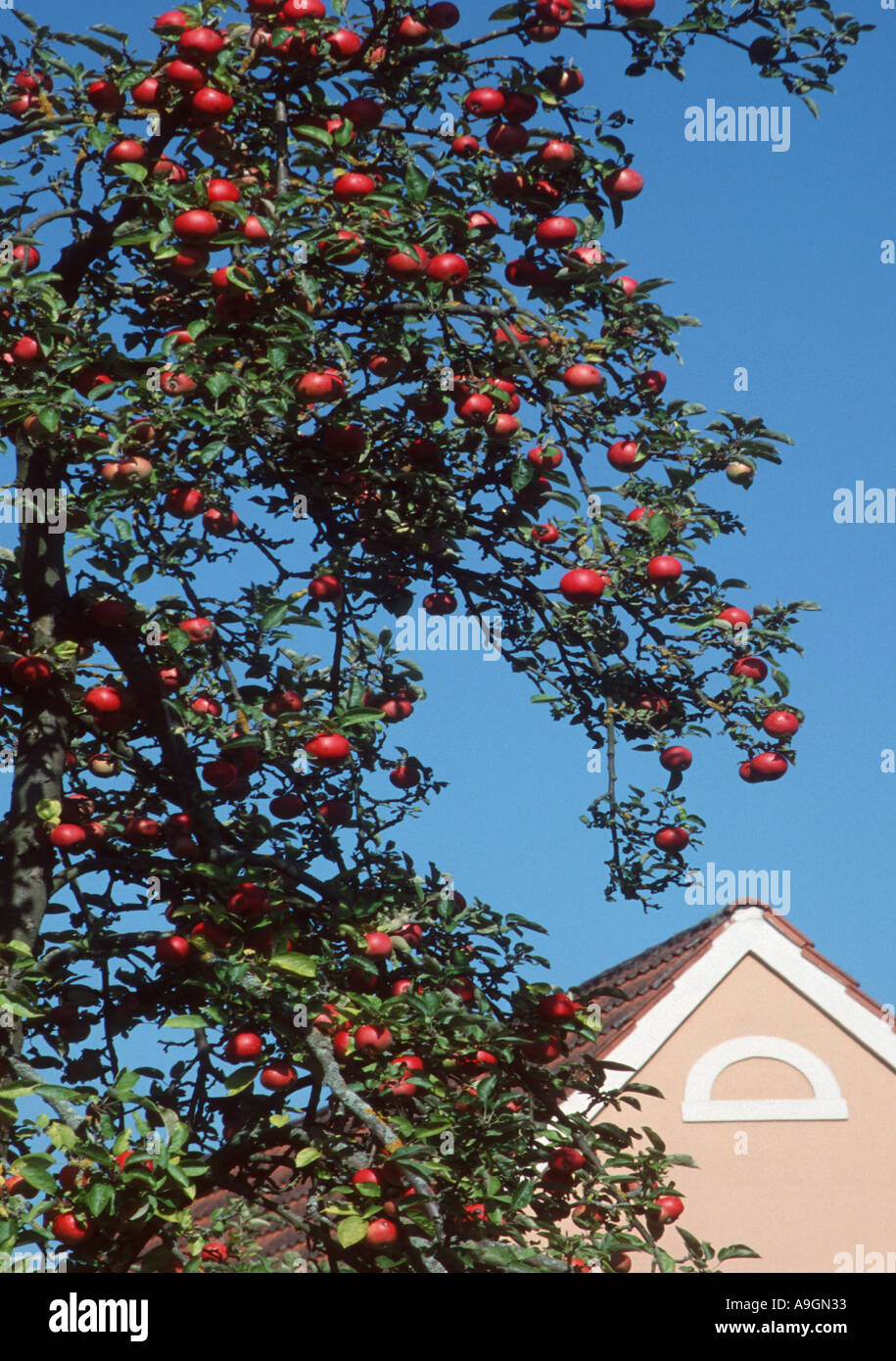 Apple tree (malus domestica), contro il cielo blu Foto Stock