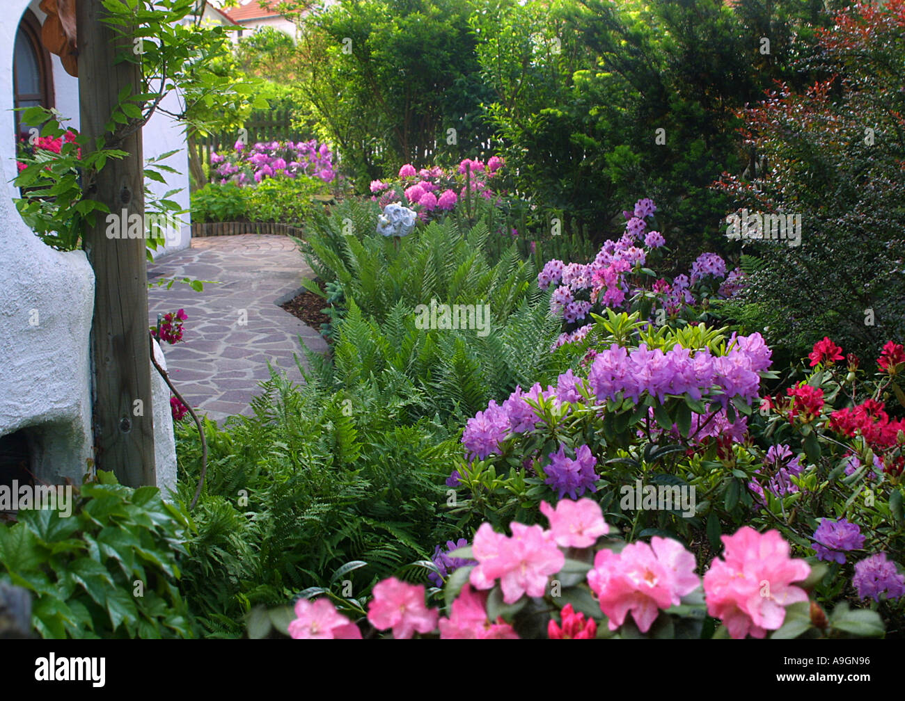 Giardino con fioritura azalee e di felci Foto Stock