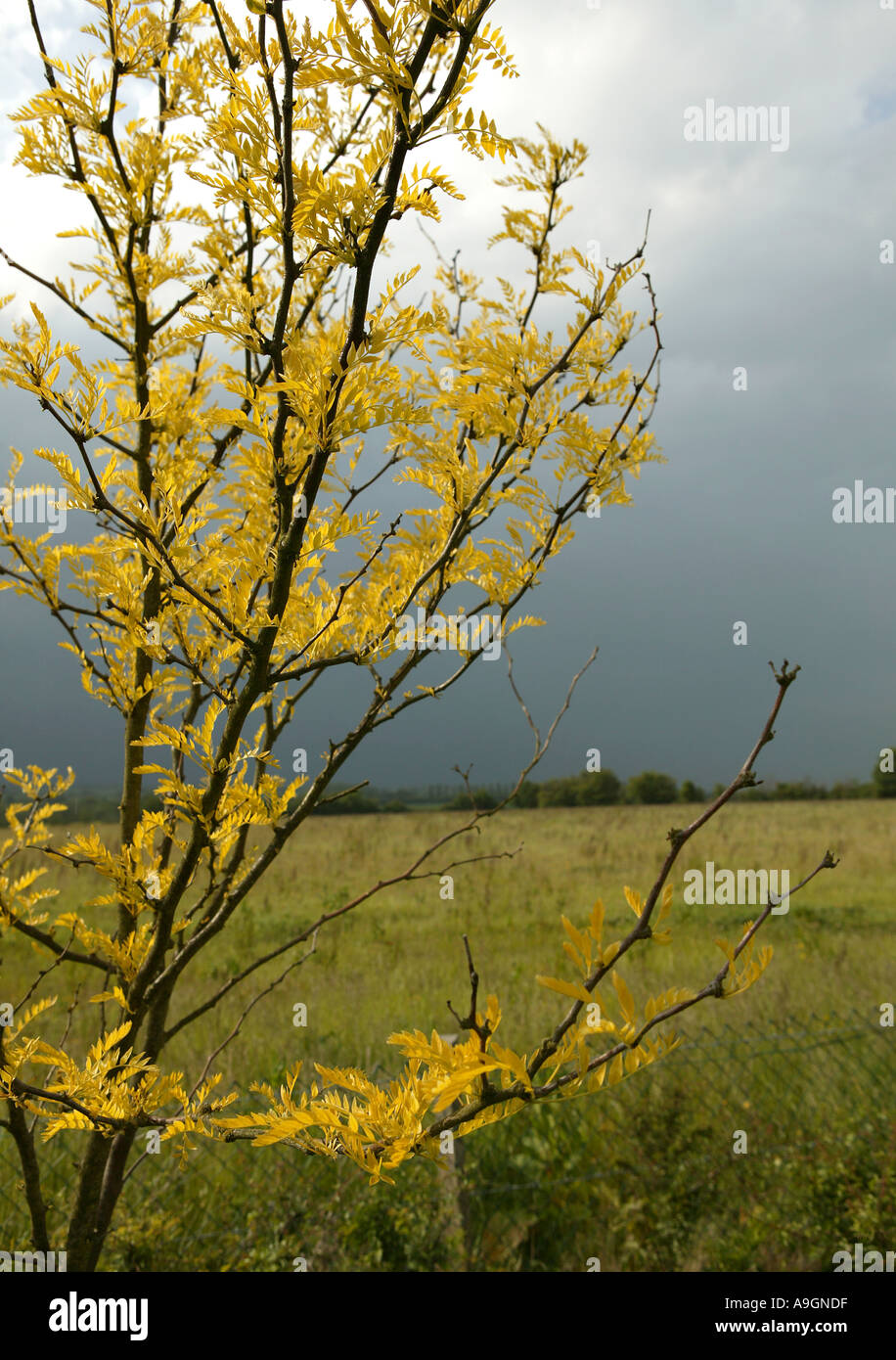 In prossimità della struttura gialla nella parte anteriore della tempesta in avvicinamento in Inghilterra rurale campagna Foto Stock