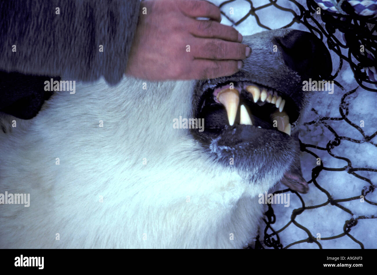 Orso polare (Ursus maritimus), denti con fang di un orso anestetizzati, Canada, Manitoba, Churchill. Foto Stock