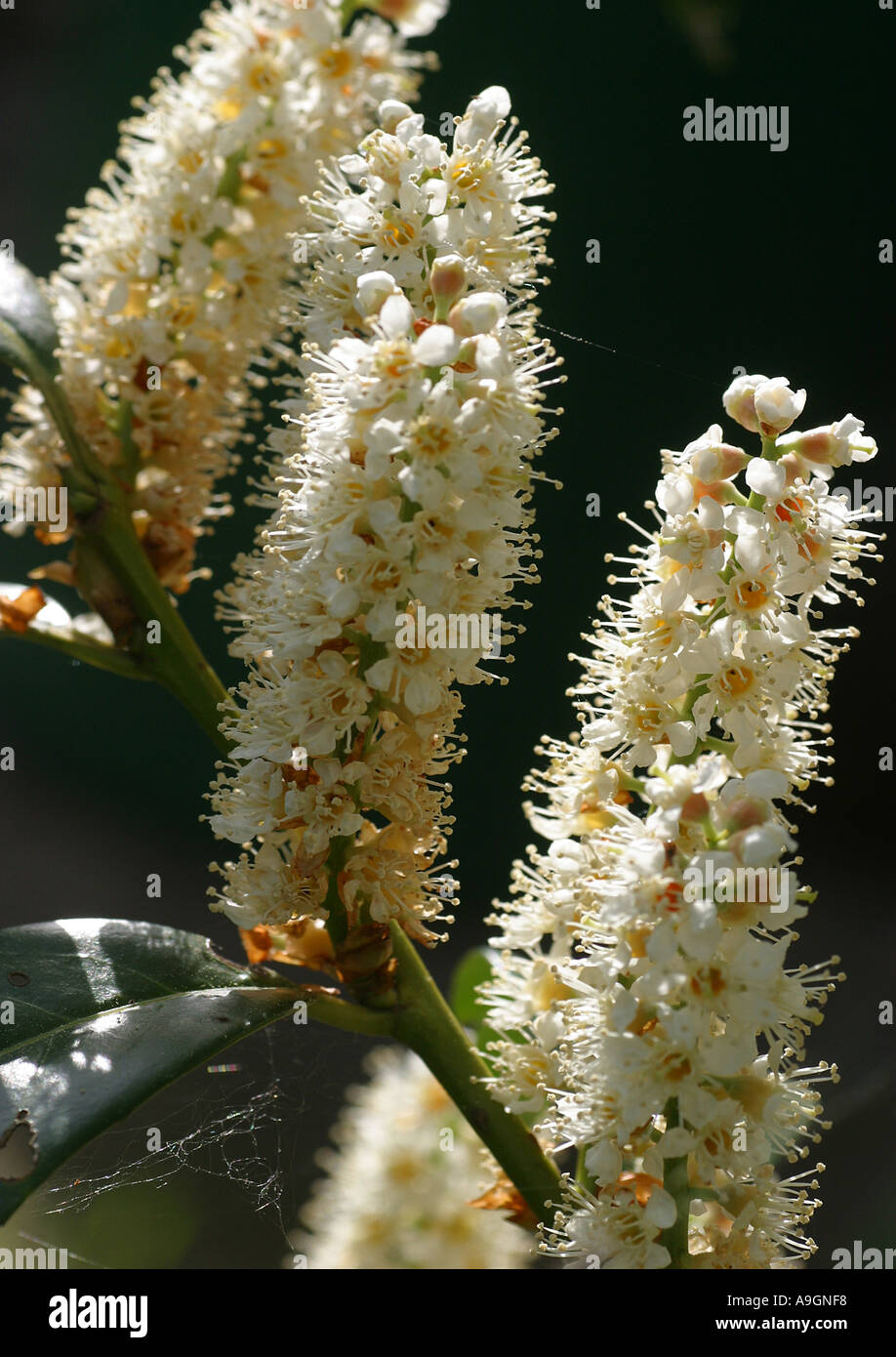 Cherry laurel (Prunus laurocerasus), infiorescenze Foto Stock