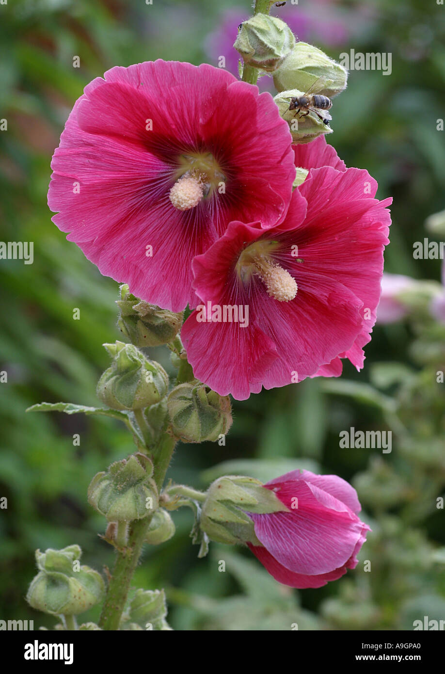 Holly hock, hollyhock (Alcea rosea, Althaea rosea), fiori Foto Stock