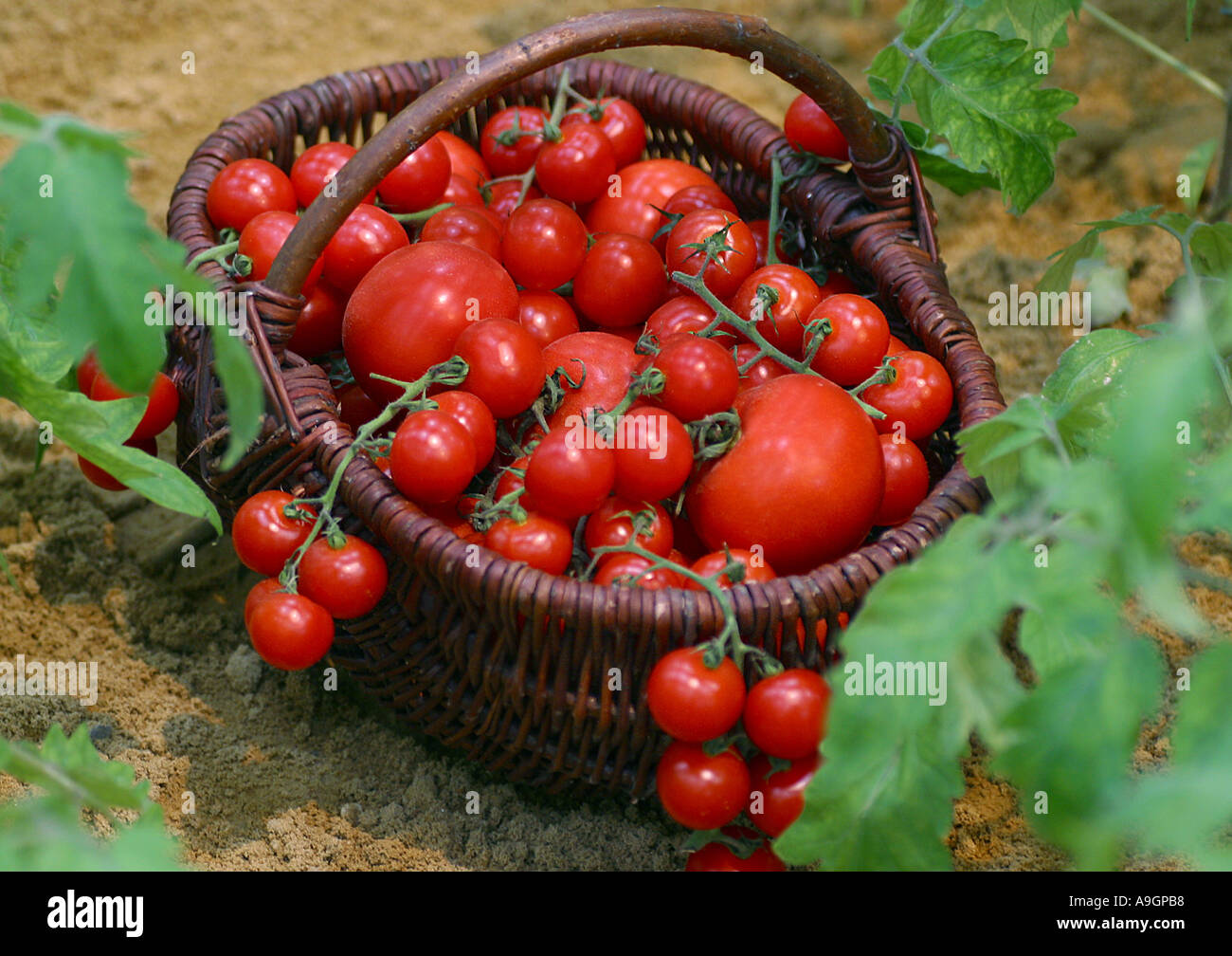 Giardino (pomodoro Solanum lycopersicum, Lycopersicon esculentum), i pomodori in wiccurbasket Foto Stock