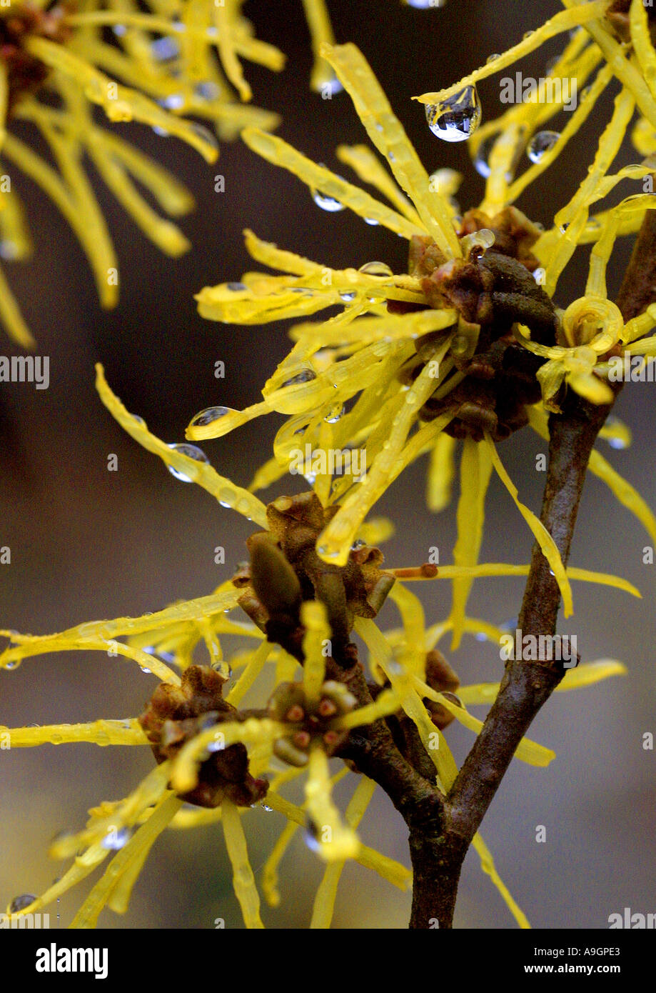 Il cinese amamelide (Hamamelis mollis), scende a fioritura, dettaglio Foto Stock