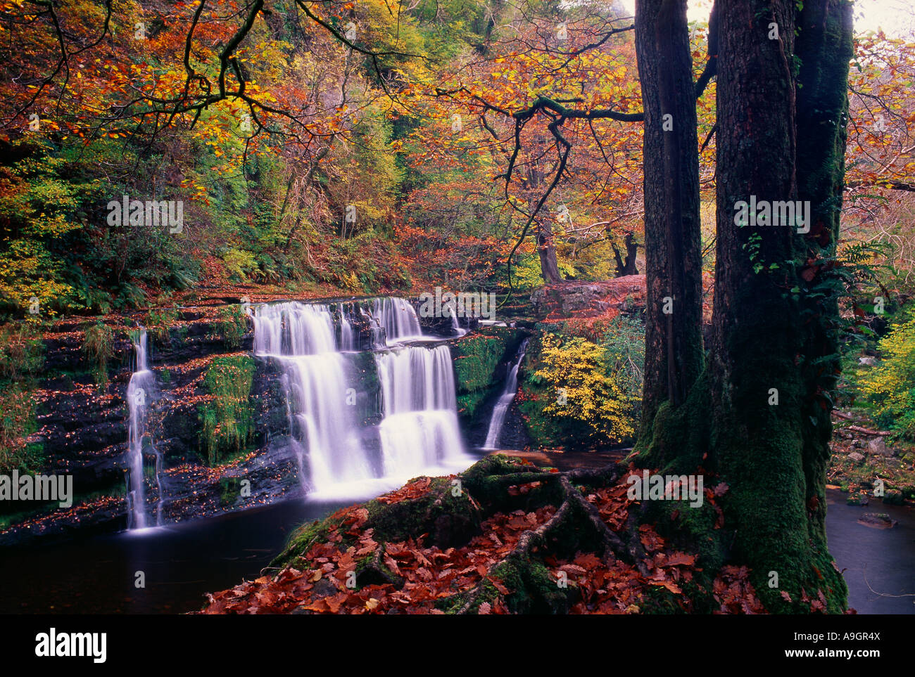 Sgwd y Panwr cascata in autunno Parco Nazionale di Brecon Beacons Powys Wales UK Foto Stock