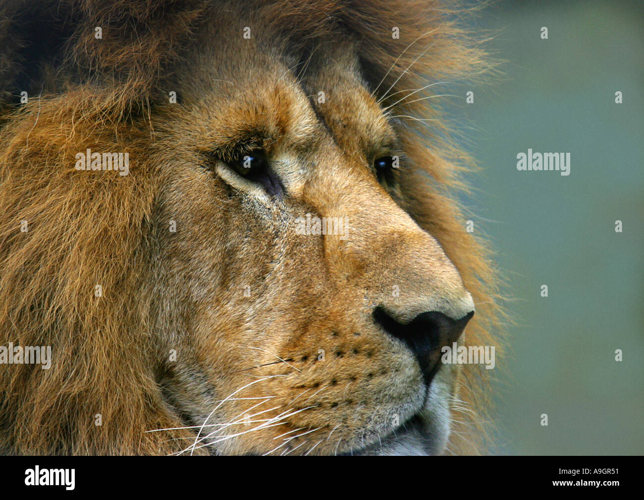 Lion (Panthera leo), il ritratto di un maschio di leone Foto Stock