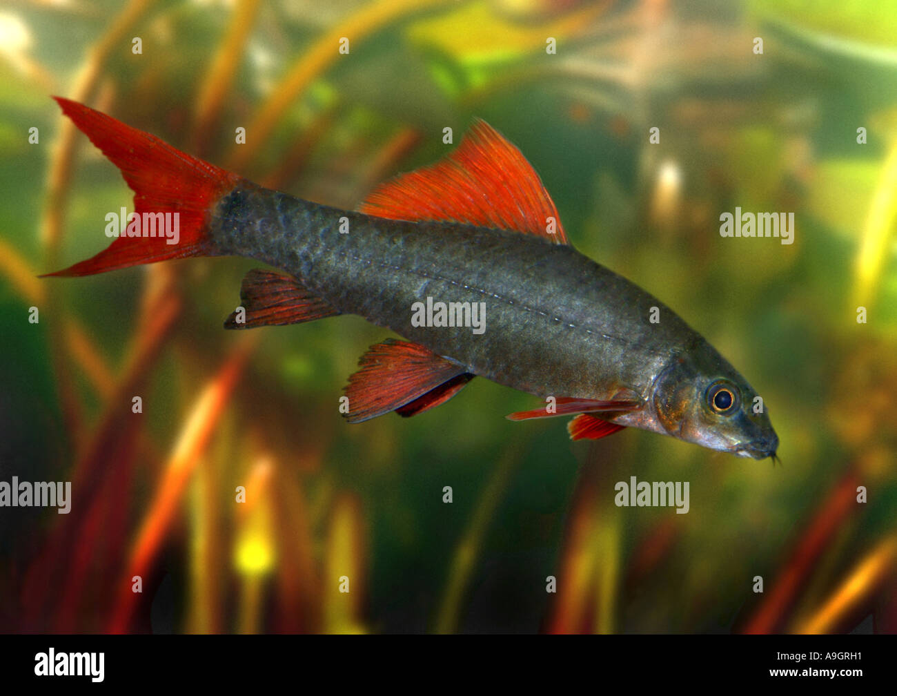 Redtail sharkminnow, red-tailed shark, red-tailed black shark (Labeo bicolor, Epalzeorhynchus bicolor) Foto Stock