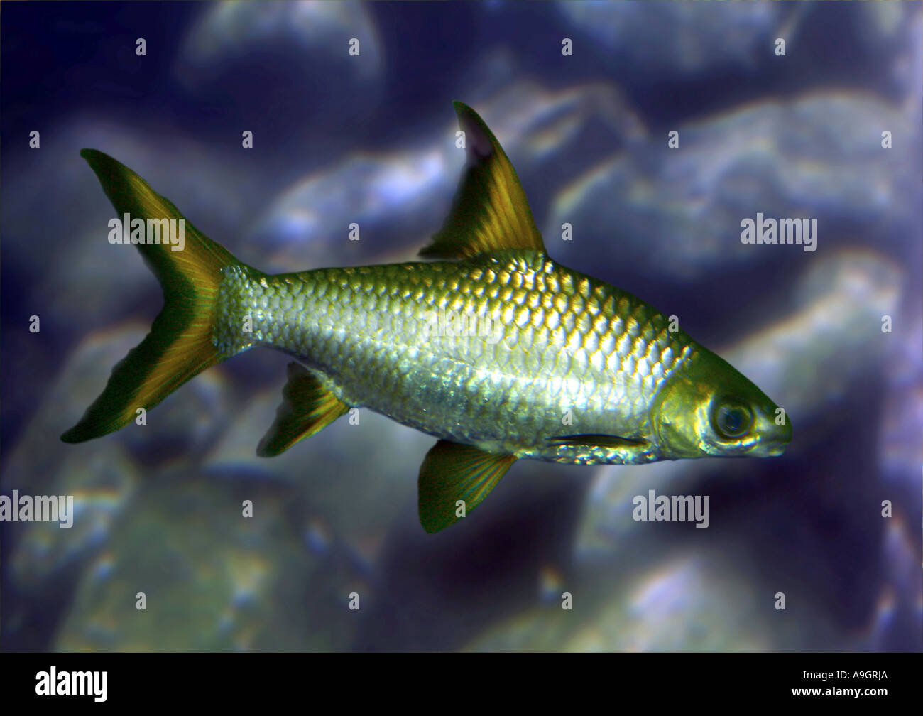 Bala shark, tricolore shark (Balantiocheilus melanopterus), distribuzione: il sud-est asiatico Foto Stock