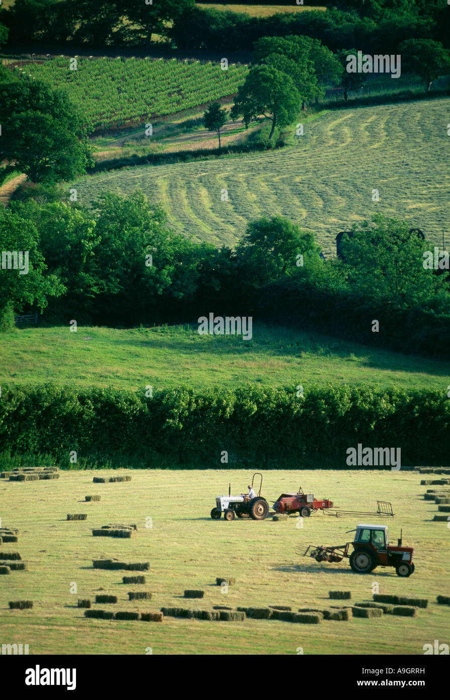 Fienagione su una farm nr Milborne Port Somerset England Regno Unito Foto Stock
