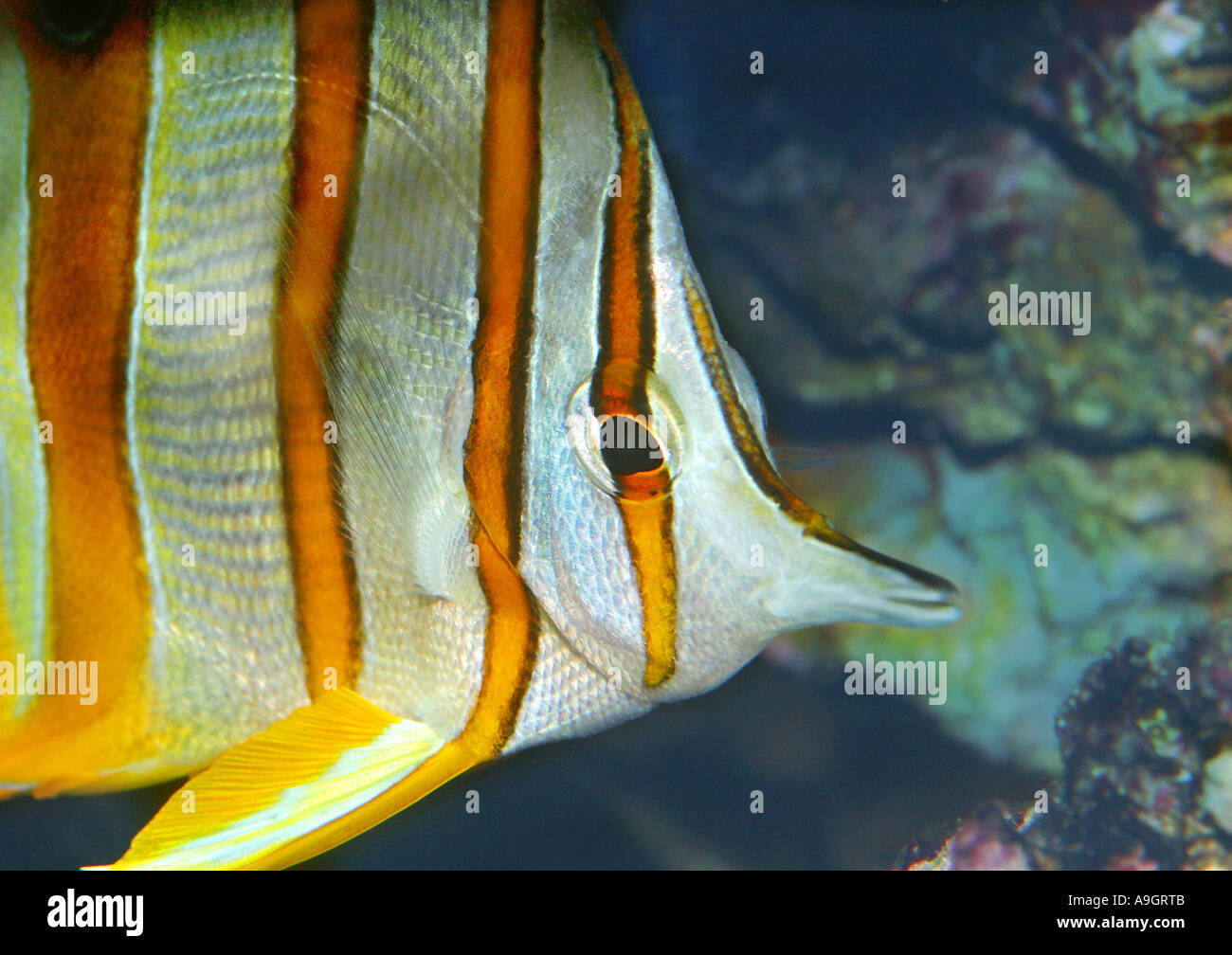 Rame butterflyfish nastrati, copperband butterflyfish, a becco lungo, butterflyfish fatturati coralfish (Chelmon rostratus), distribu Foto Stock