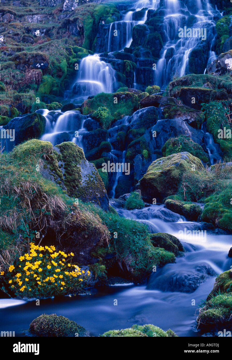 La cascata e celandines Isola di Syke Scotland Regno Unito Foto Stock
