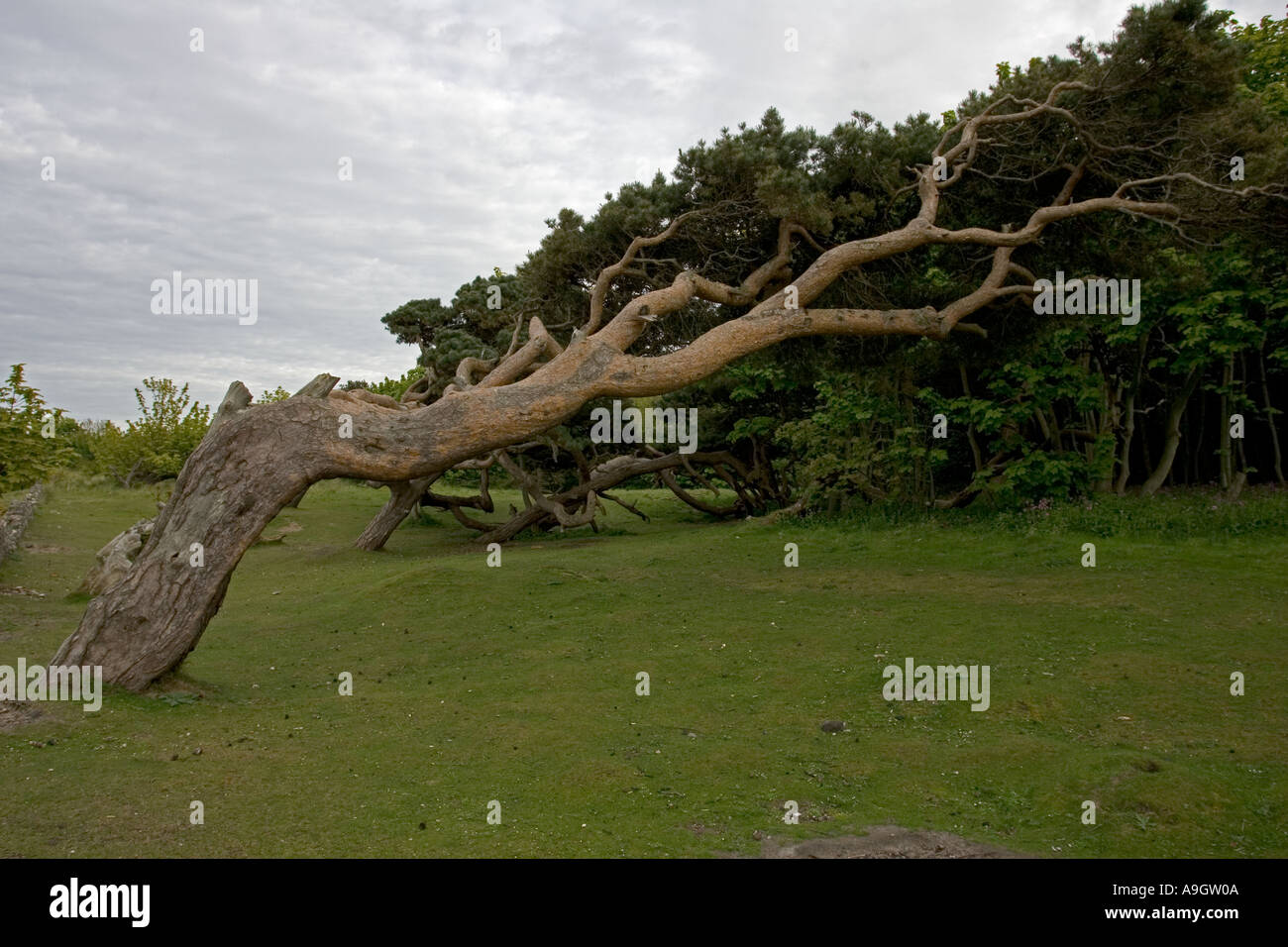 Il vecchio pino silvestre tree piegati dal vento prevalente a North Berwick Scozia Scotland Foto Stock