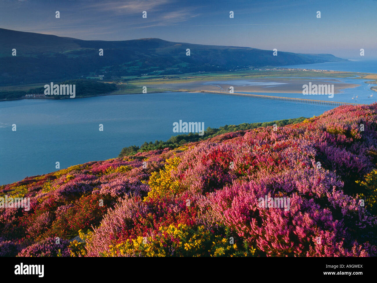 Fiori Selvatici su una collina sopra la Mawddach Estuary Snowdonia National Park Wales UK Foto Stock