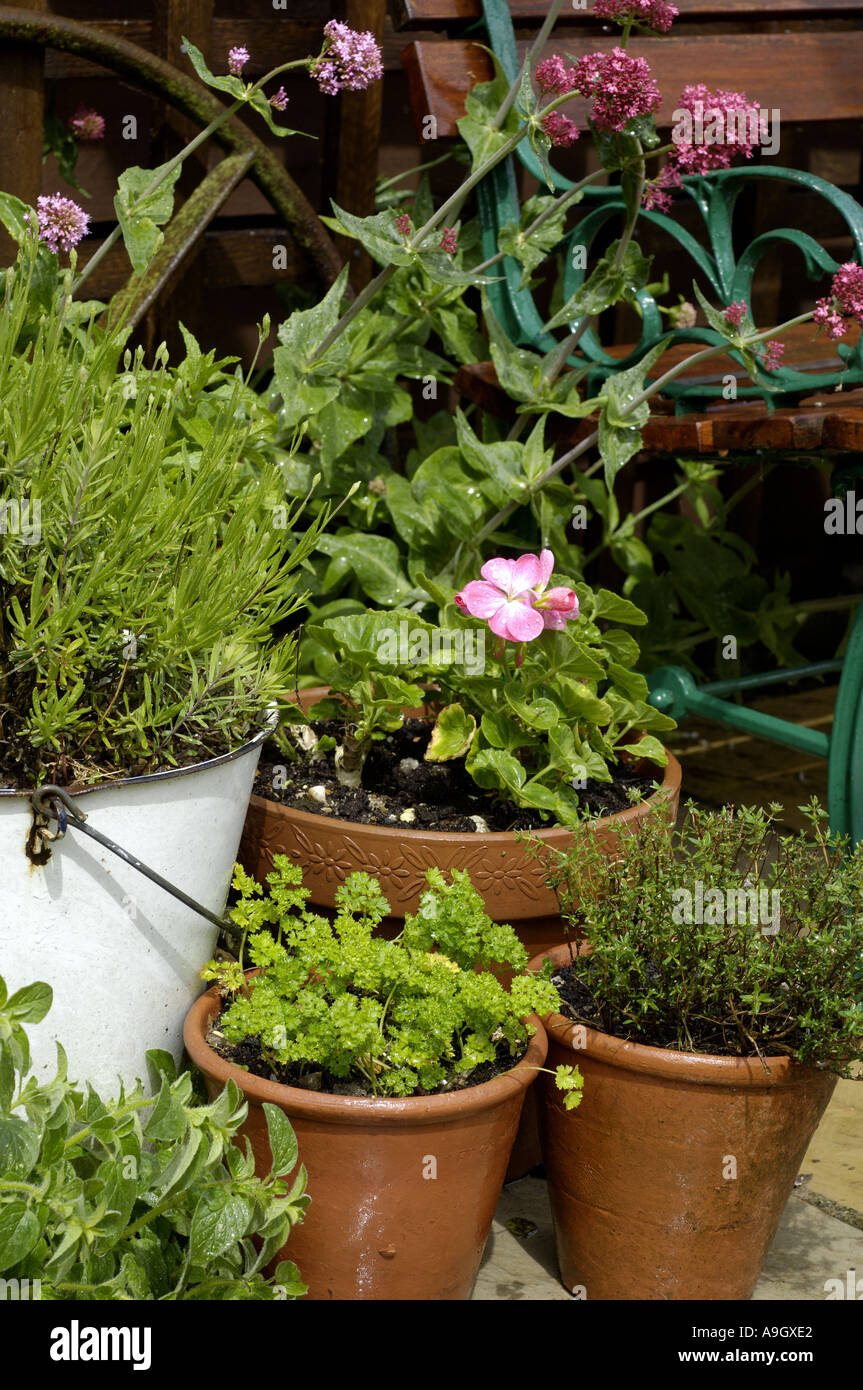 Le erbe aromatiche in vasi in un angolo del giardino Foto Stock