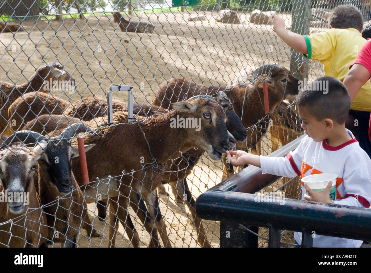 Un giovane ragazzo capre di alimentazione allo Zoo Foto Stock