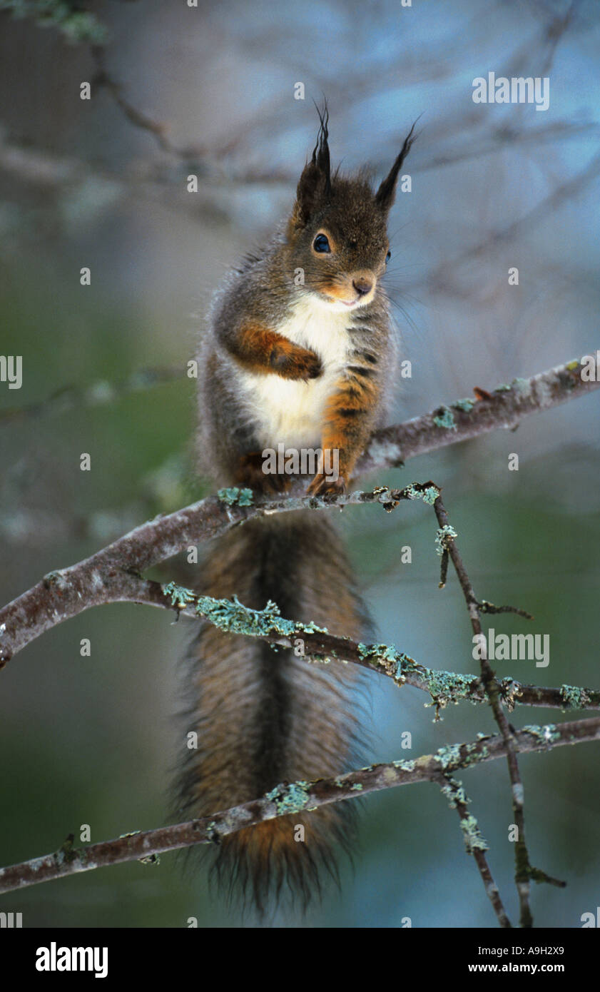 Unione scoiattolo rosso, Eurasian red scoiattolo (Sciurus vulgaris), seduto su un ramo, Svezia, Hamra Foto Stock