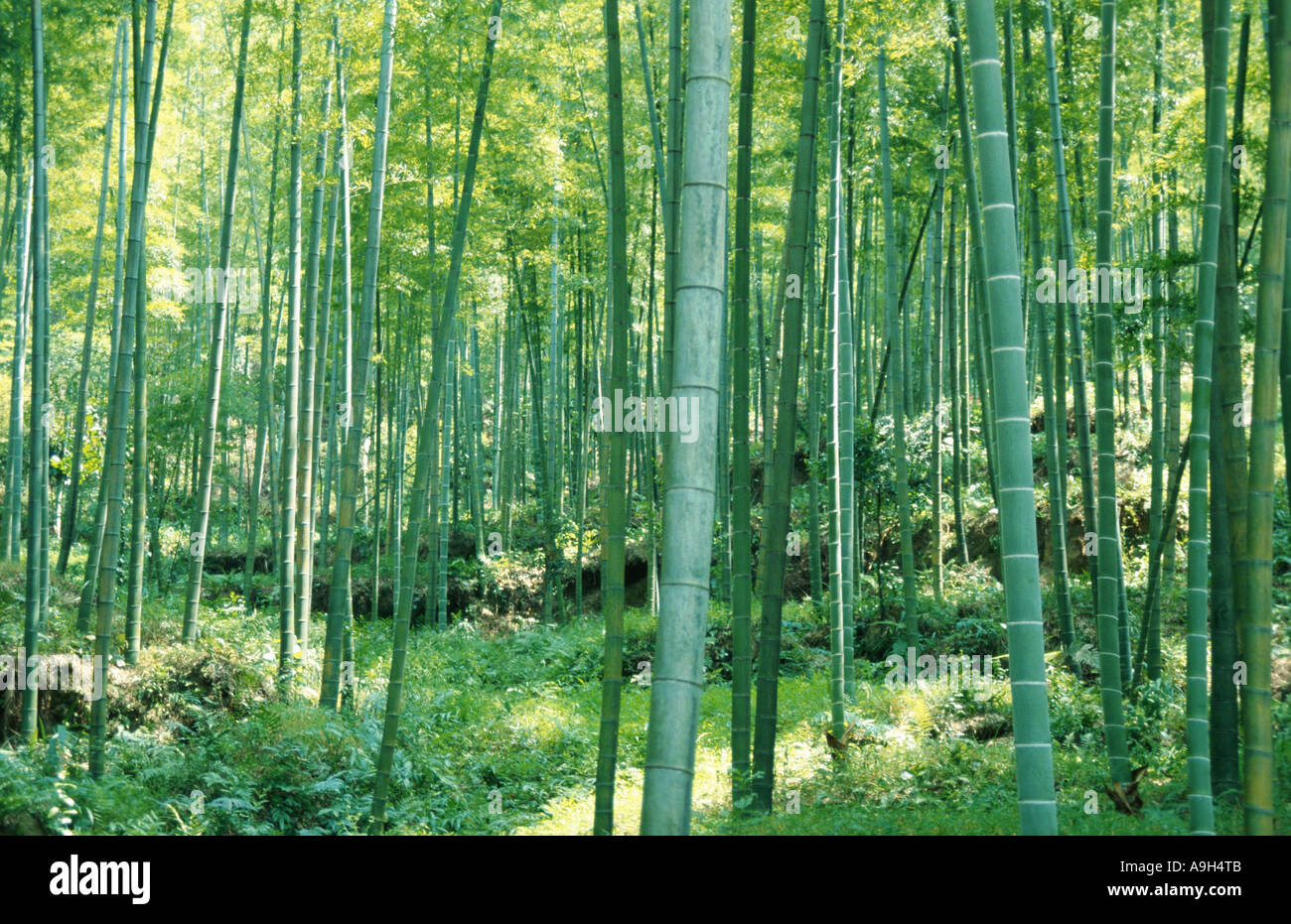 Clumping bamboo (Bambusa spec.), bambù forrest, Cina Foto Stock