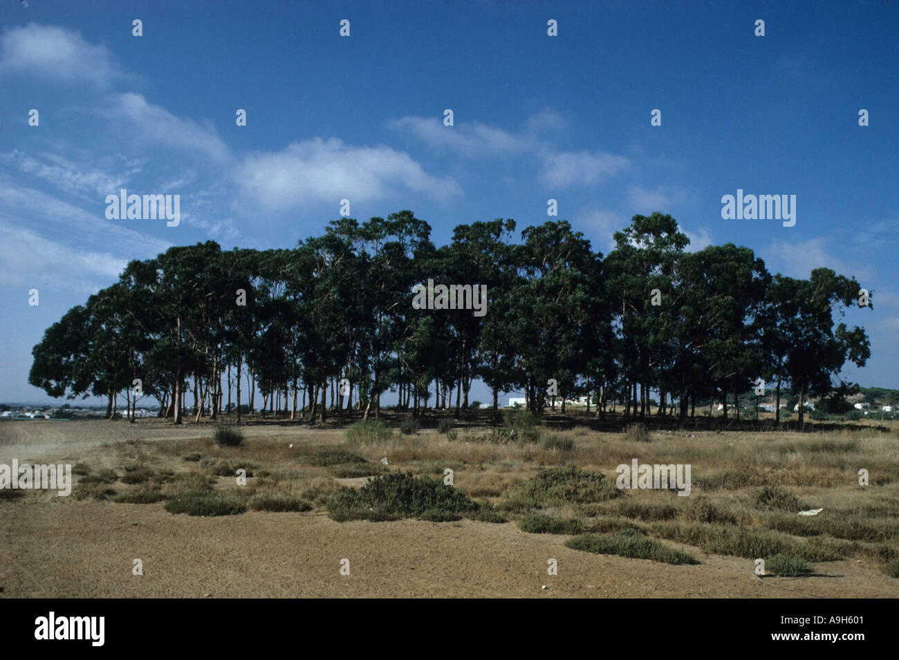 Eucalipto Eucalyptus globulus blu della Tasmania Gum Foto Stock